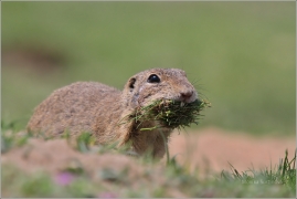 <p>SYSEL OBECNÝ (Spermophilus citellus) /European ground squirrel - Europäischer Ziesel/</p>